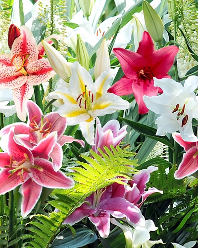 LILIUM ORIENTAL MIX (voňavé) 50 kusov